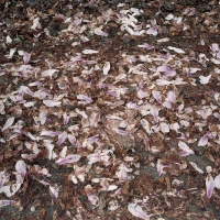 2 Fallen Magnolia Strumpshaw 2019