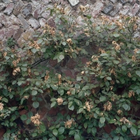 9 Dead Roses Nayland 2019