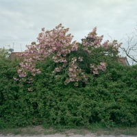Cherry Blossom Caister St. Edmund 2017