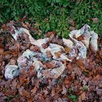 Discarded Curtain Poringland 2019