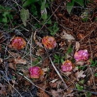Fallen Camellias Surlingham 2008