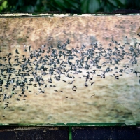 Information Sign birds in flight Caister St. Edmund 2015