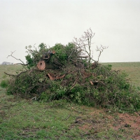 Tree Caister St. Edmund 2017