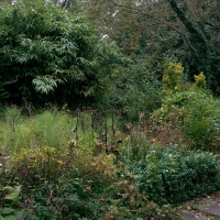 Bamboo Shoots Path Wormingford 2015