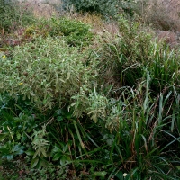 Brachyglottis Grasses Wormingford 2016