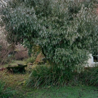 Hazel Wormingford 2017