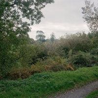 Hedgerow The Path To The Garden Wormingford 2016