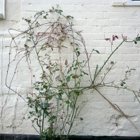 Roses Wormingford 2016